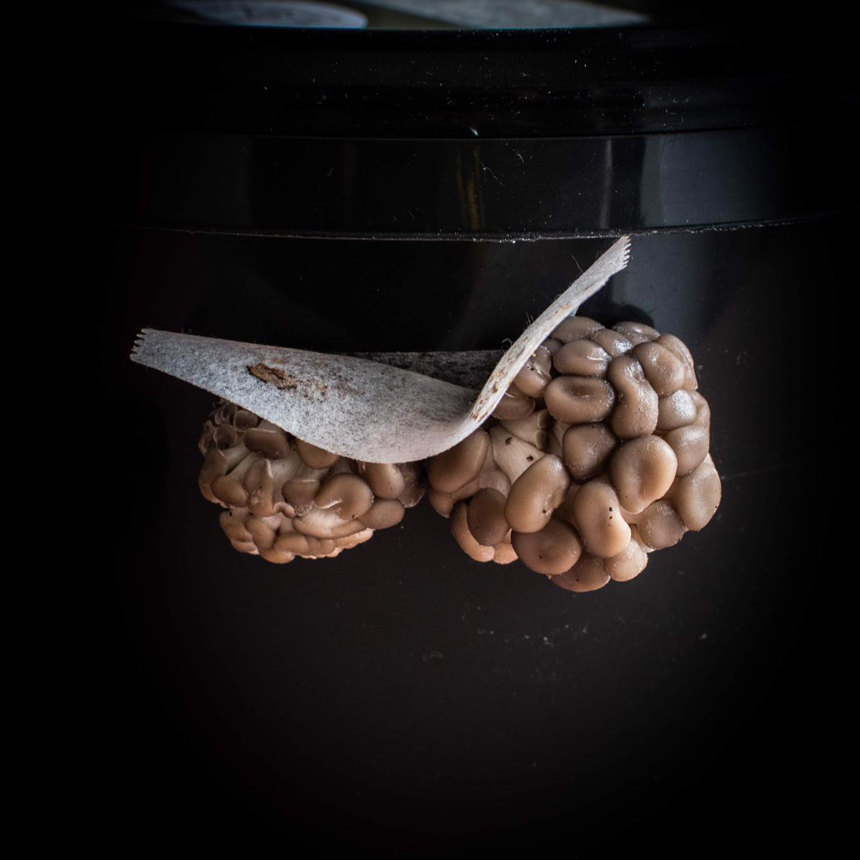 rotterzwam growkit 04