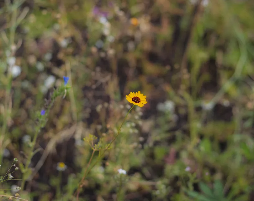 rotterdam green roof