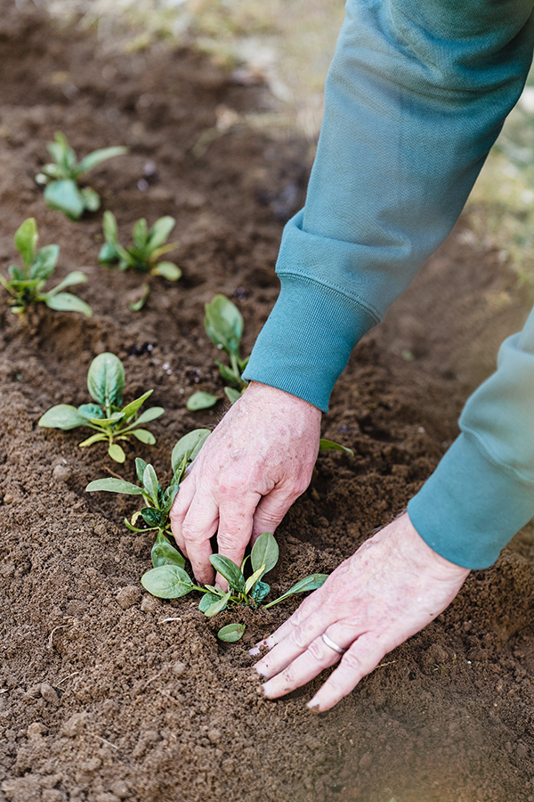Planting seedlings on our green roofs