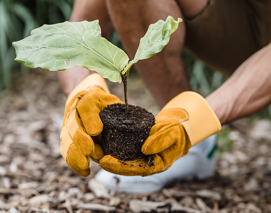2023plantingseedlingpex