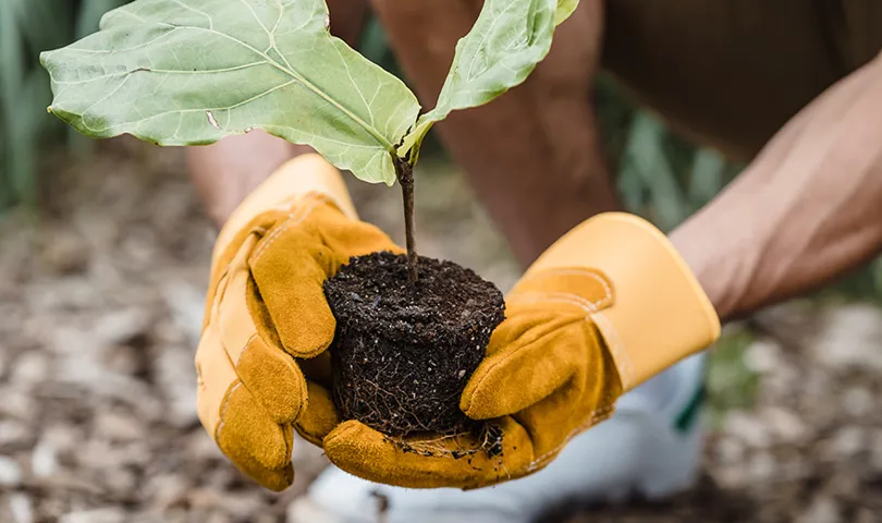 2023plantingseedlingpex