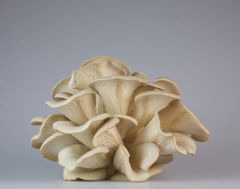 rotterzwam oesterzwammen los 01