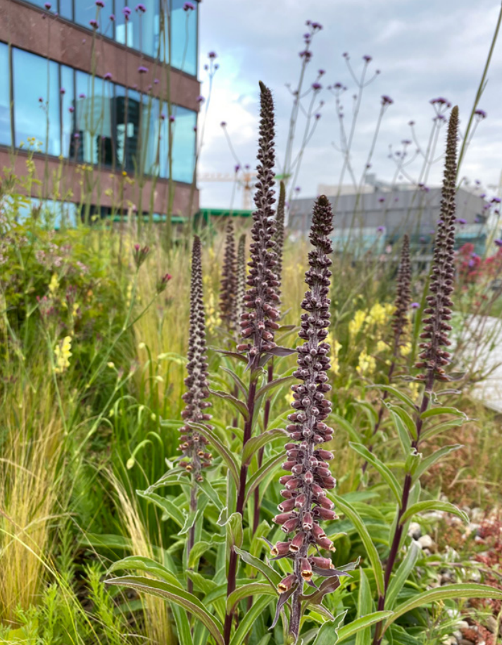 Wildflowers outside of Sustainable building